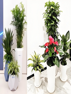 宁波奉化绿植出租公司,打造办公室清新小天地